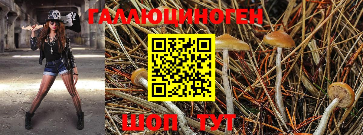 Обь  Псилоцибиновые грибы MAGIC MUSHROOMS  Вход с VPN 